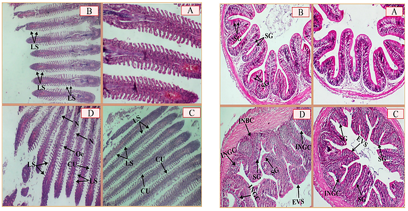 Toxic effects of tin(II) chloride on hematological parameters and histopathology of gills and intestines in common carp (Cyprinus carpio)