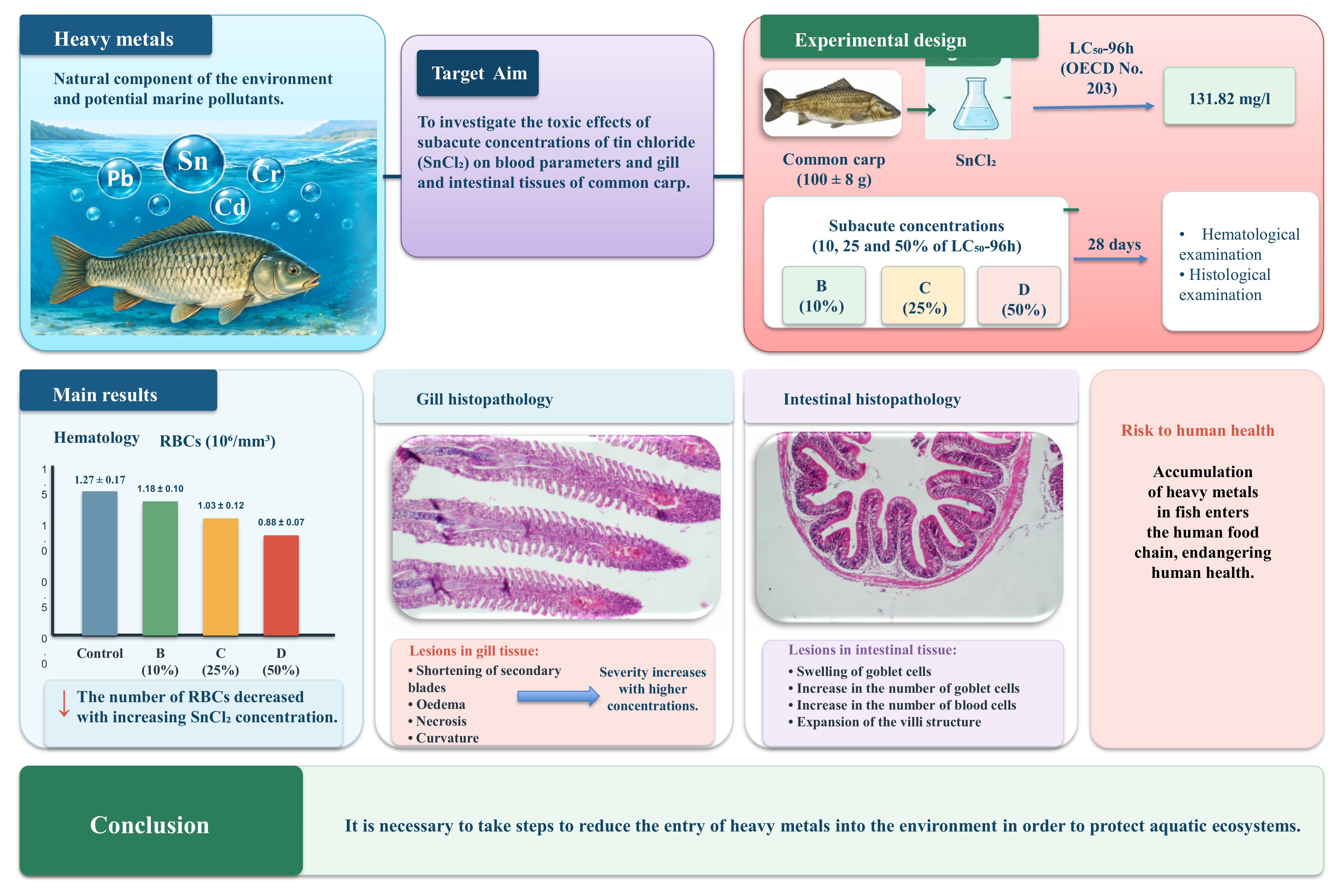 Toxic effects of tin(II) chloride on hematological parameters and histopathology of gills and intestines in common carp (Cyprinus carpio)