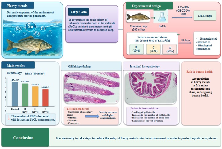 Toxic effects of tin(II) chloride on hematological parameters and histopathology of gills and intestines in common carp (Cyprinus carpio)