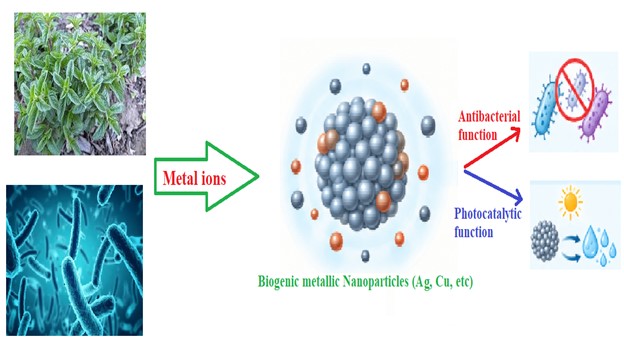 Harnessing the power of biogenic nanoparticles for antimicrobial and photocatalytic applications